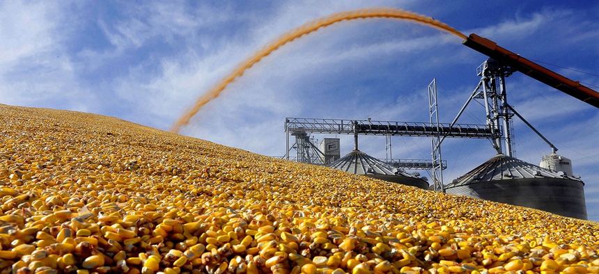A central Illinois farmer deposits harvested corn outside a full grain elevator Virginia, Ill.