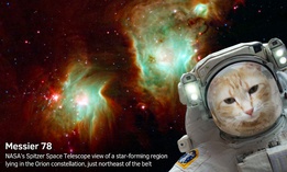 This "Catstronaut" selfie was taken with NASA's new app.