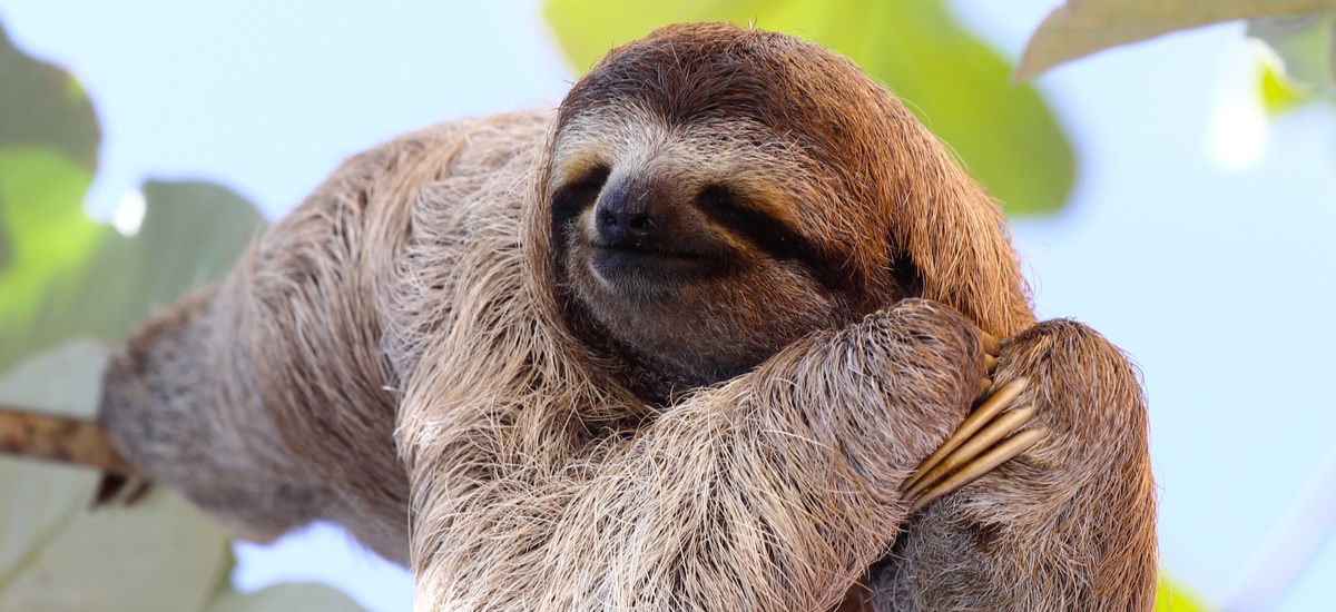 What do sloths eat