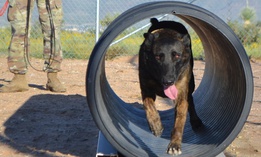 A Dutch Shepherd military working dog  runs through an obstacle at the 513th Military Police Detachment’s K-9 kennel at Fort Bliss Aug. 25, 2017.